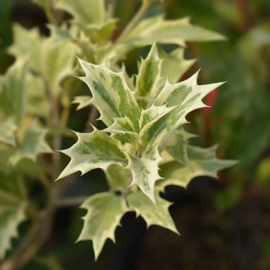 Forma și aspectul frunzelor pestrițe ale arbustului Osmanthus heterophyllus 'Variegatus' văzute de aproape.