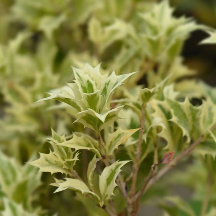 Osmanthus heterophyllus Variegatus K3 