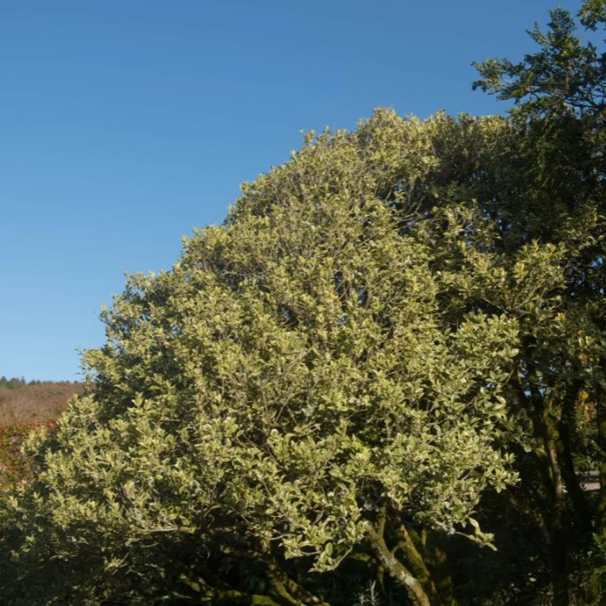 Osmanthus heterophyllus Variegatus K3 
