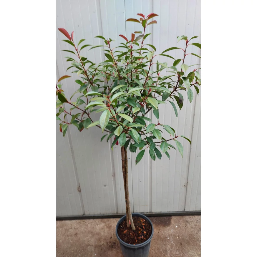 Photinia Red Robin cu trunchi înalt. 