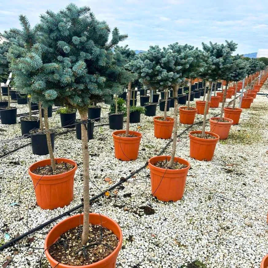 Picea pungens Glauca Globosa MT - Molid argintiu pitic globos, cu trunchi