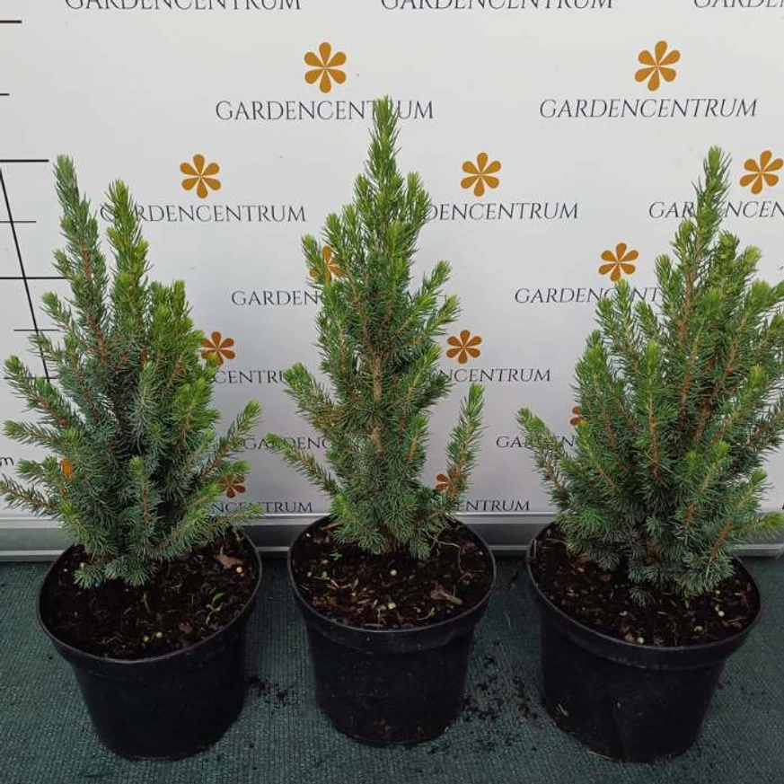 Picea glauca Sander's Blue la ghiveci în luna august. 