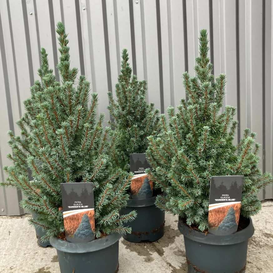 Picea glauca Sander's Blue la ghiveci. 