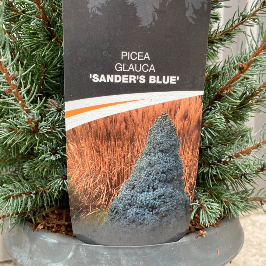 Picea glauca Sander's Blue, molid albastru.