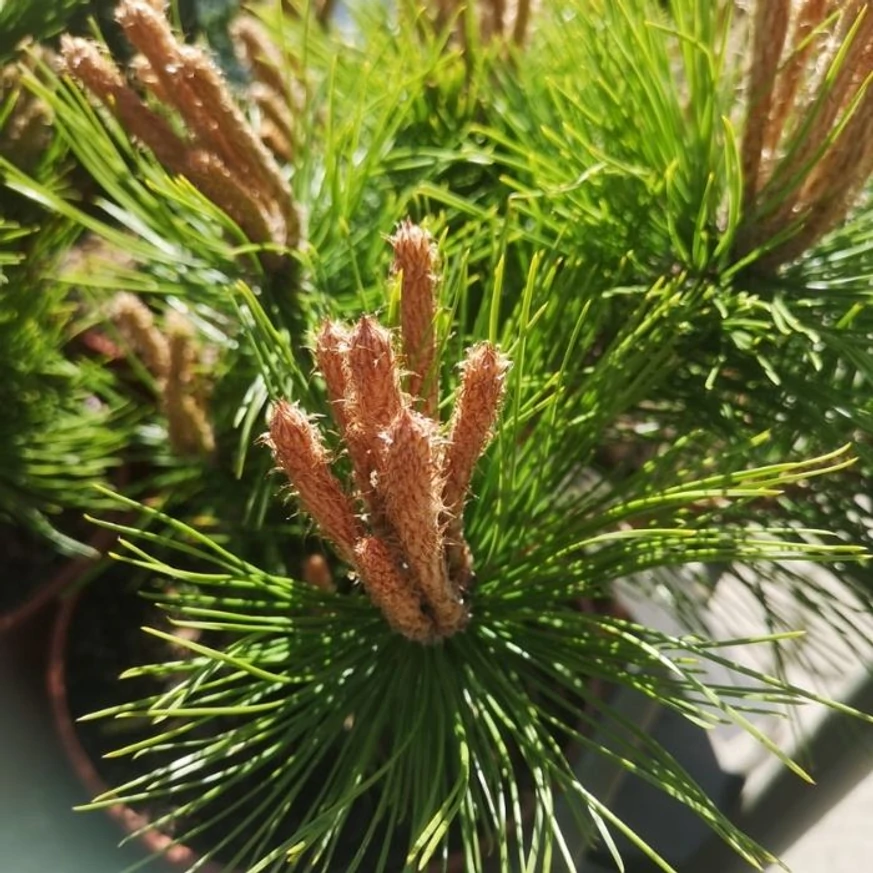 Pinus densiflora Low Glow decorează cu acele veri și muguri decorative. 