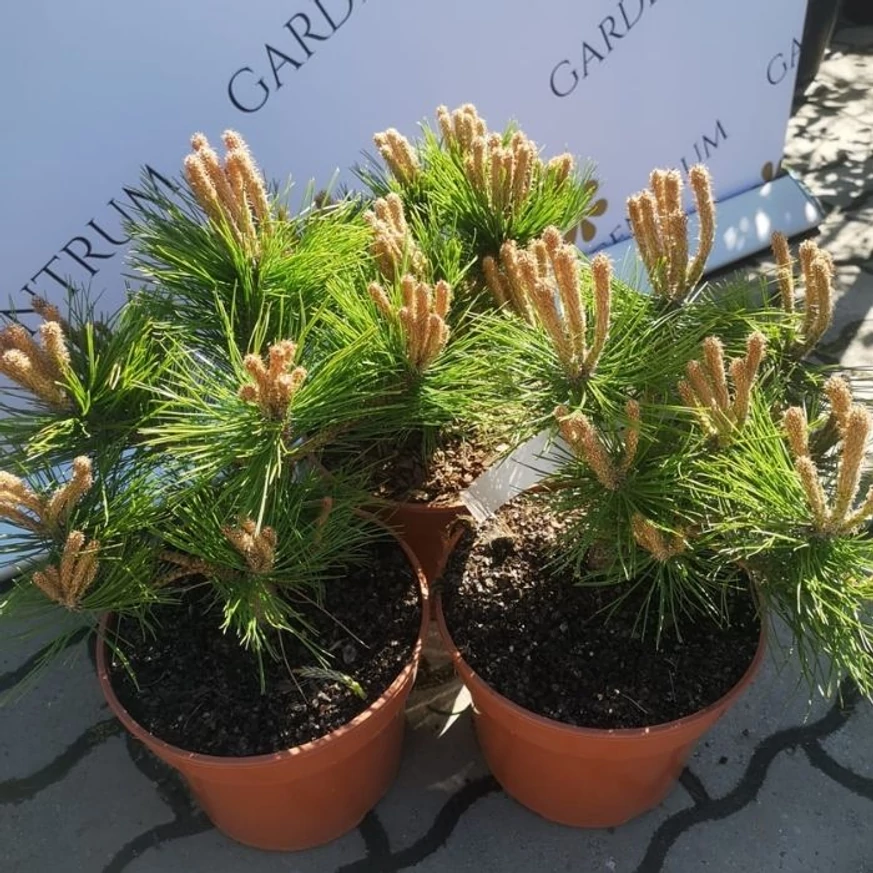 Pinus densiflora Low Glow în pepiniera noastră în luna aprilie. 