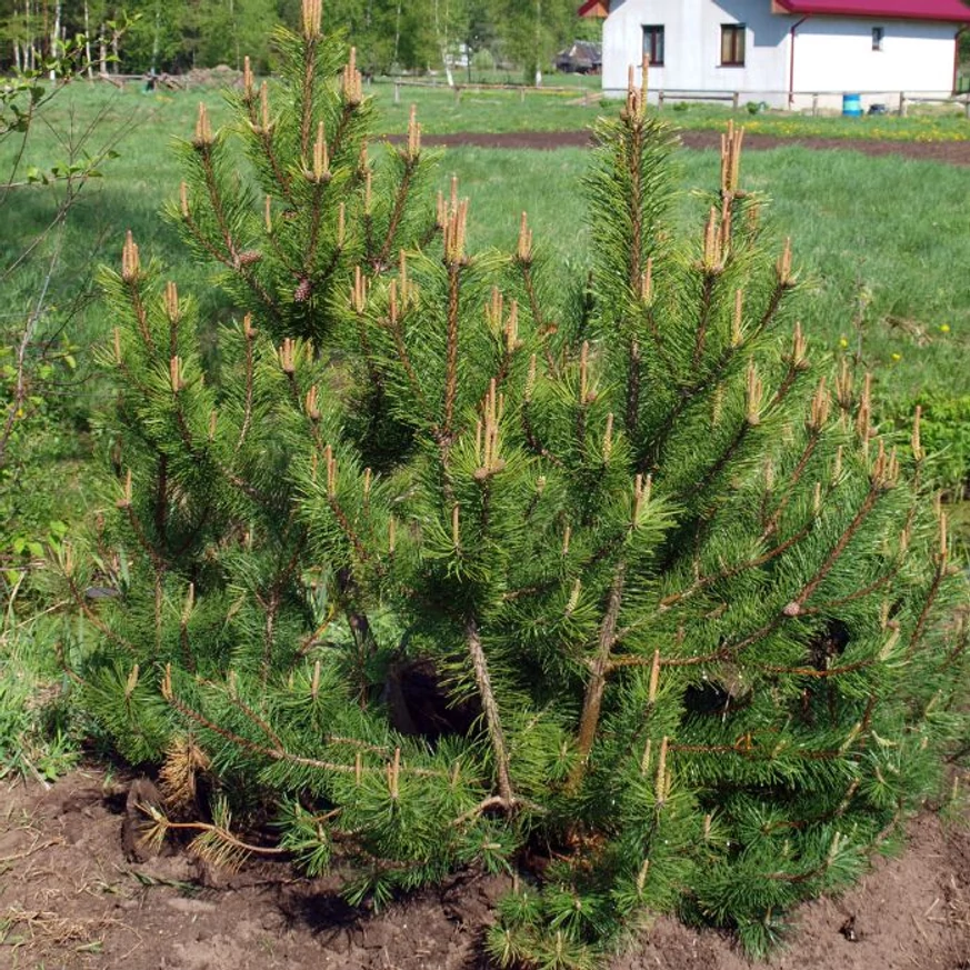 Pinus mugo Mops K5 - Pin de munte
