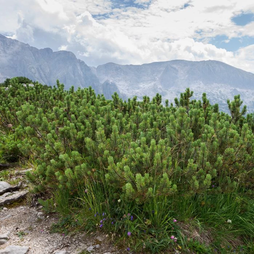 Pinus mugo Mops K5 - Pin de munte