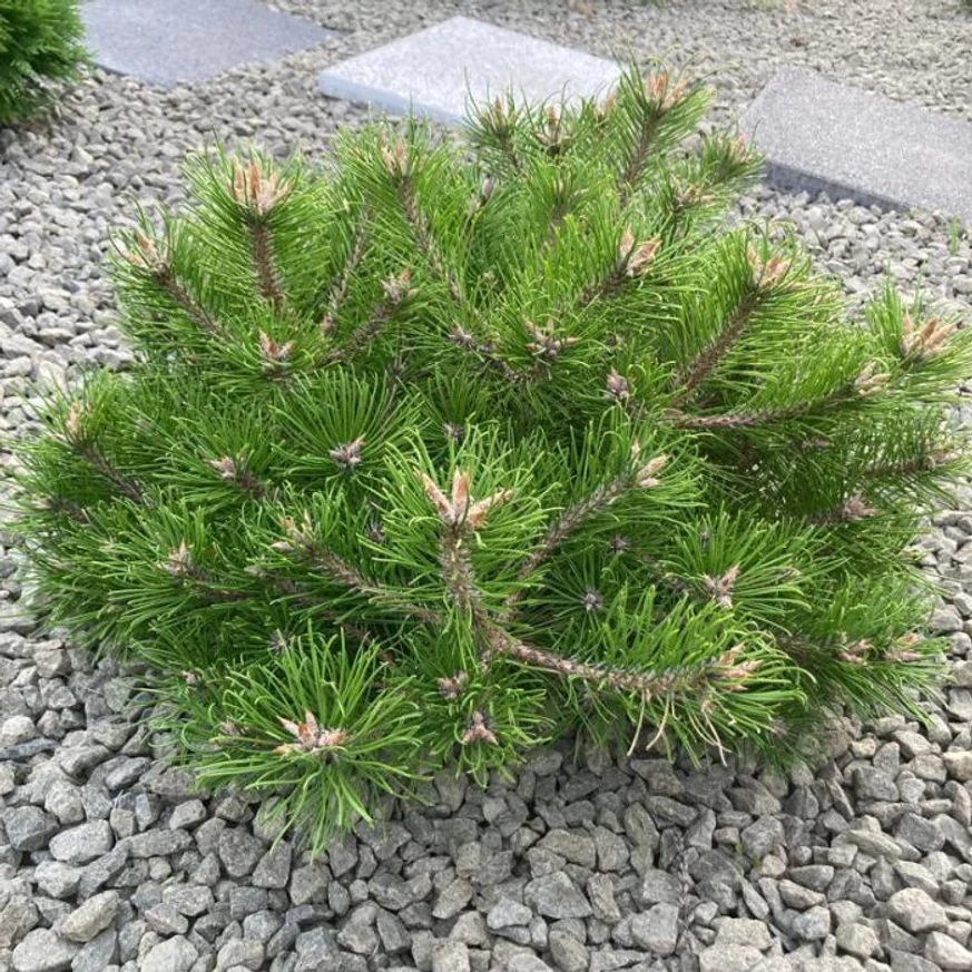 Pinus mugo plantat într-o grădină ornamentală.