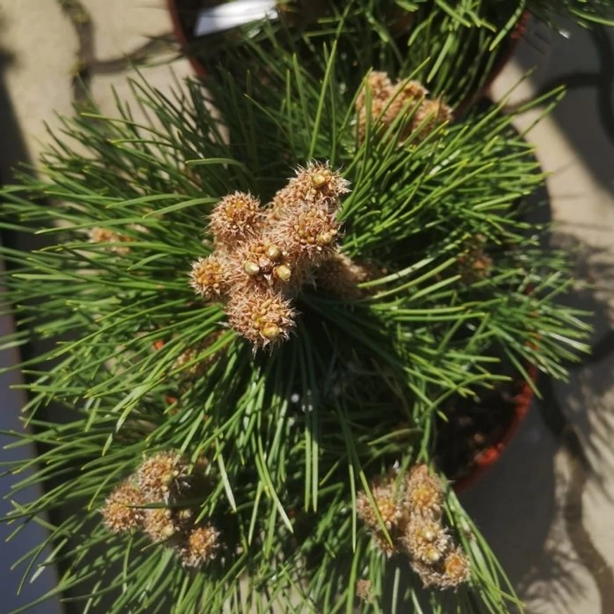 Pinus nigra Nana sănătos și bine dezvoltat în pepiniera noastră. 
