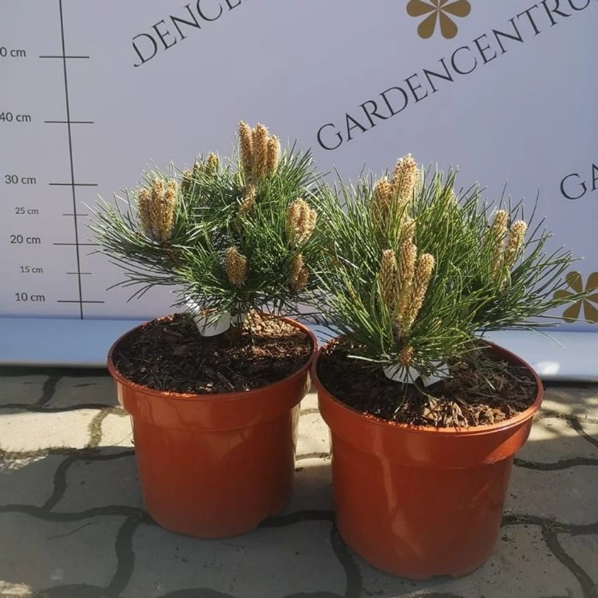 Pinus nigra Nana în pepiniera noastră în luna aprilie. 