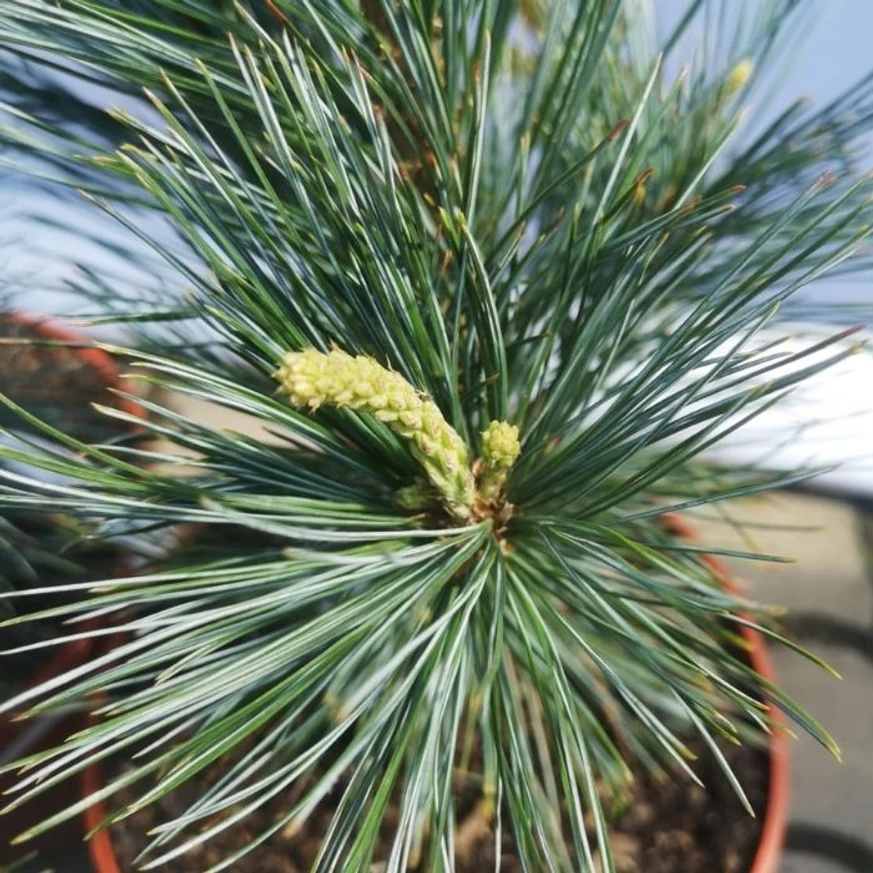 Pinus flexilis Vanderwolf's Pyramidalis are ace lungi, elegante. 