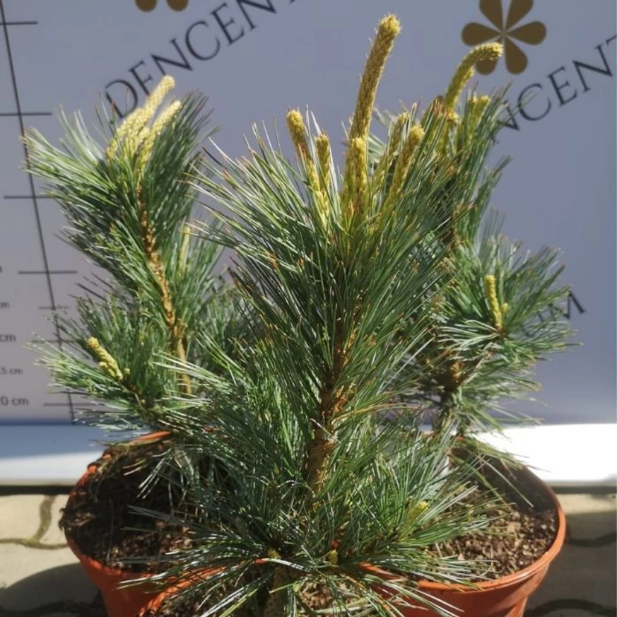 Pinus flexilis Vanderwolf's Pyramidalis în oferta noastră. 