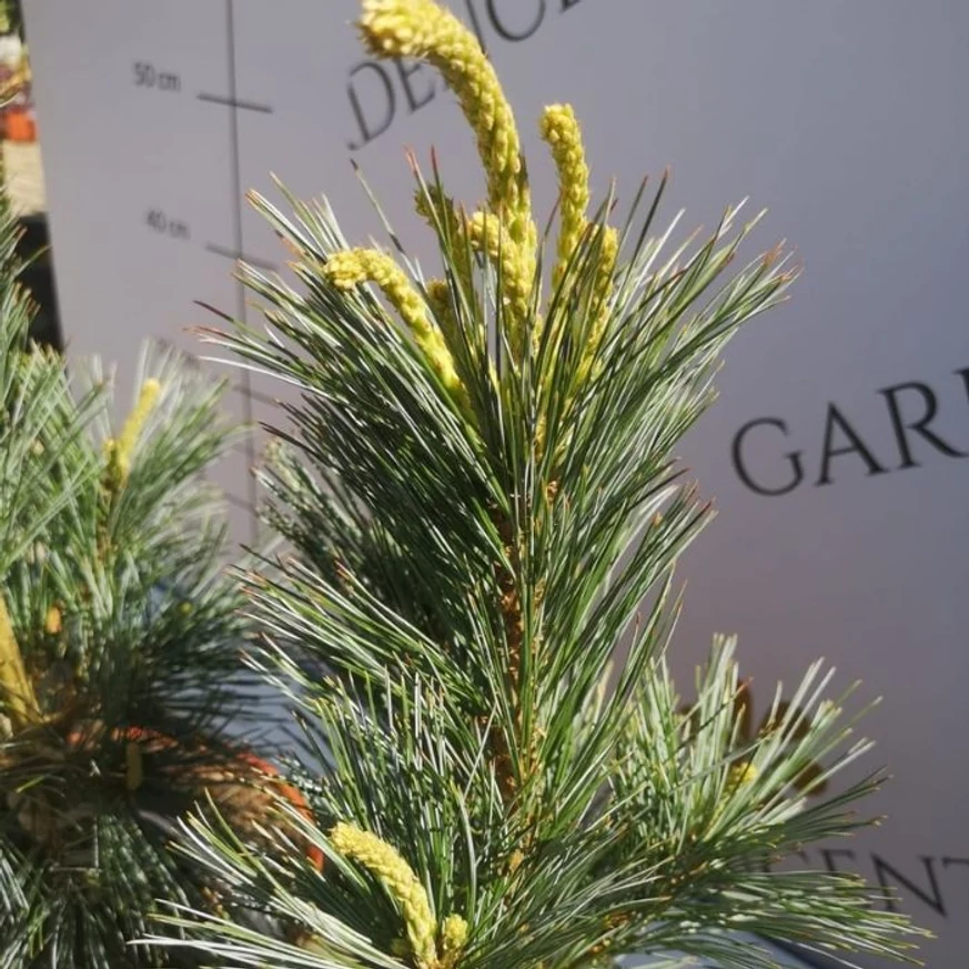 Pinus flexilis Vanderwolf's Pyramidalis în luna aprilie în pepiniera noastră. 