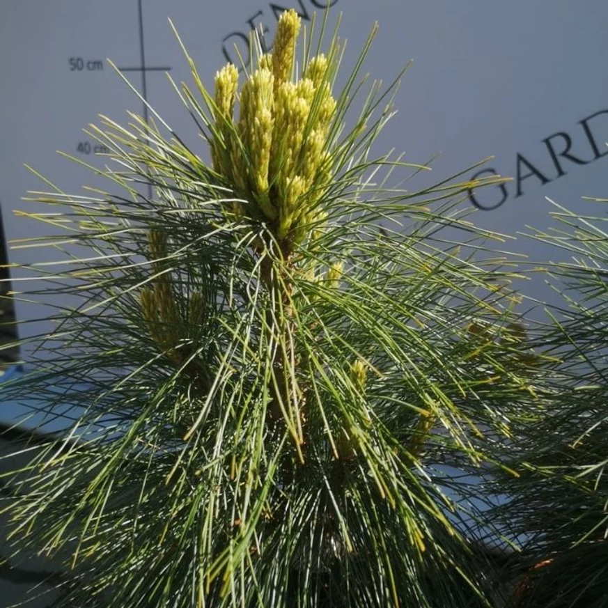 Lăstari acoperiți cu ace moi și proaspete ai Pinus x schwerinii Wiethorst – vedere de aproape.