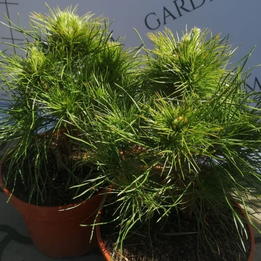 Pinus sylvestris Xavery în luna aprilie în pepiniera noastră. 
