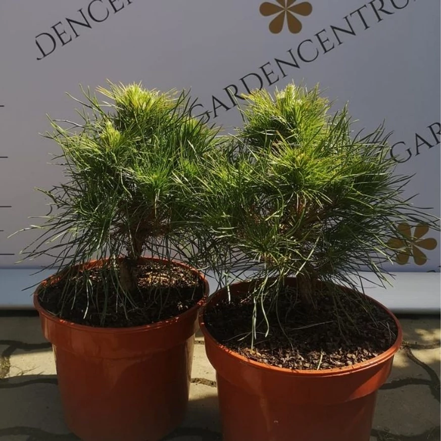 Pinus sylvestris Xavery în oferta Gardencentrum.net. 