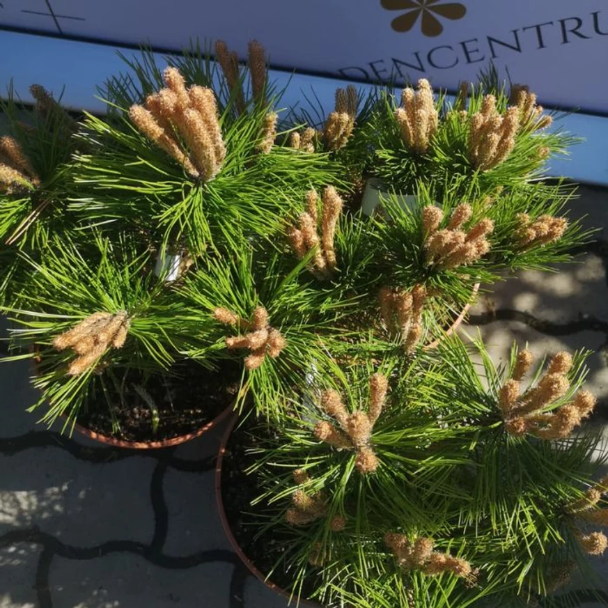 Frunzișul pinului pitic japonez, Pinus densiflora Low Glow.