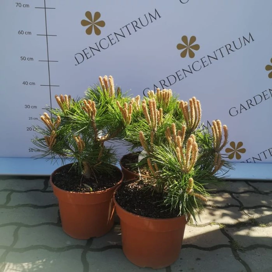 Pin japonez pitic în pepiniera noastră în luna aprilie. 