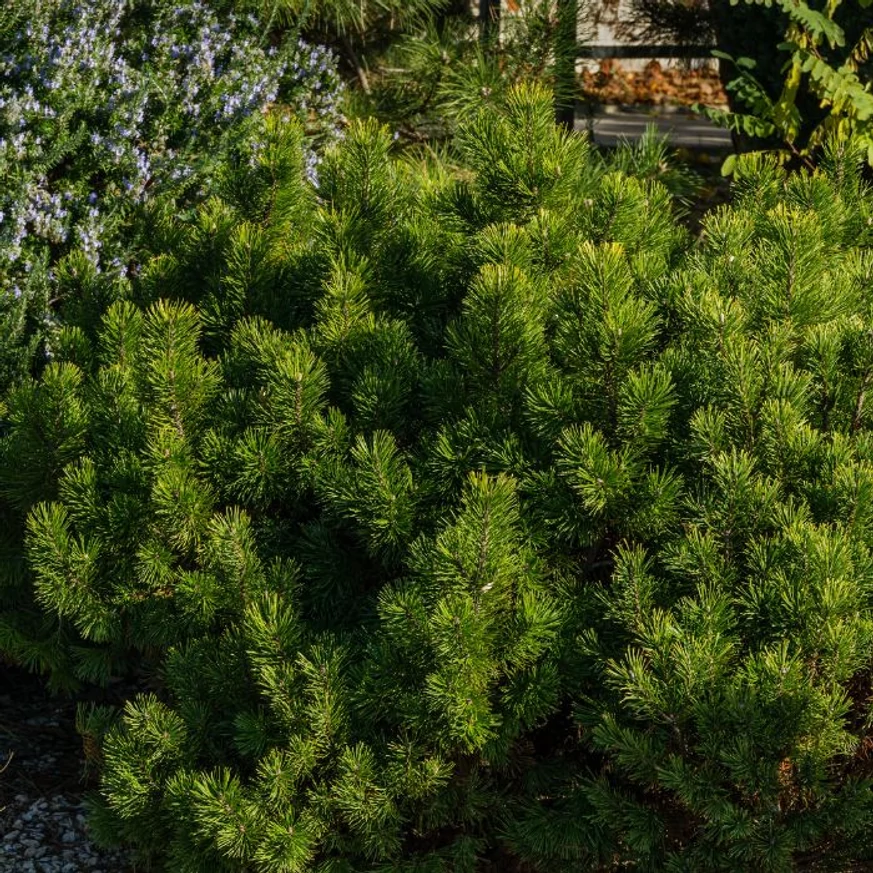 Pinus mugo XL K4 - Pin de munte