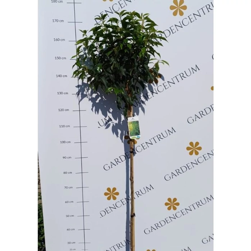 Prunus lusitanica Angustifolia MT120 - Laur portughez tip pomișor