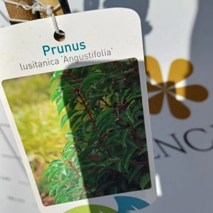 Prunus lusitanica Angustifolia MT120 - Laur portughez tip pomișor