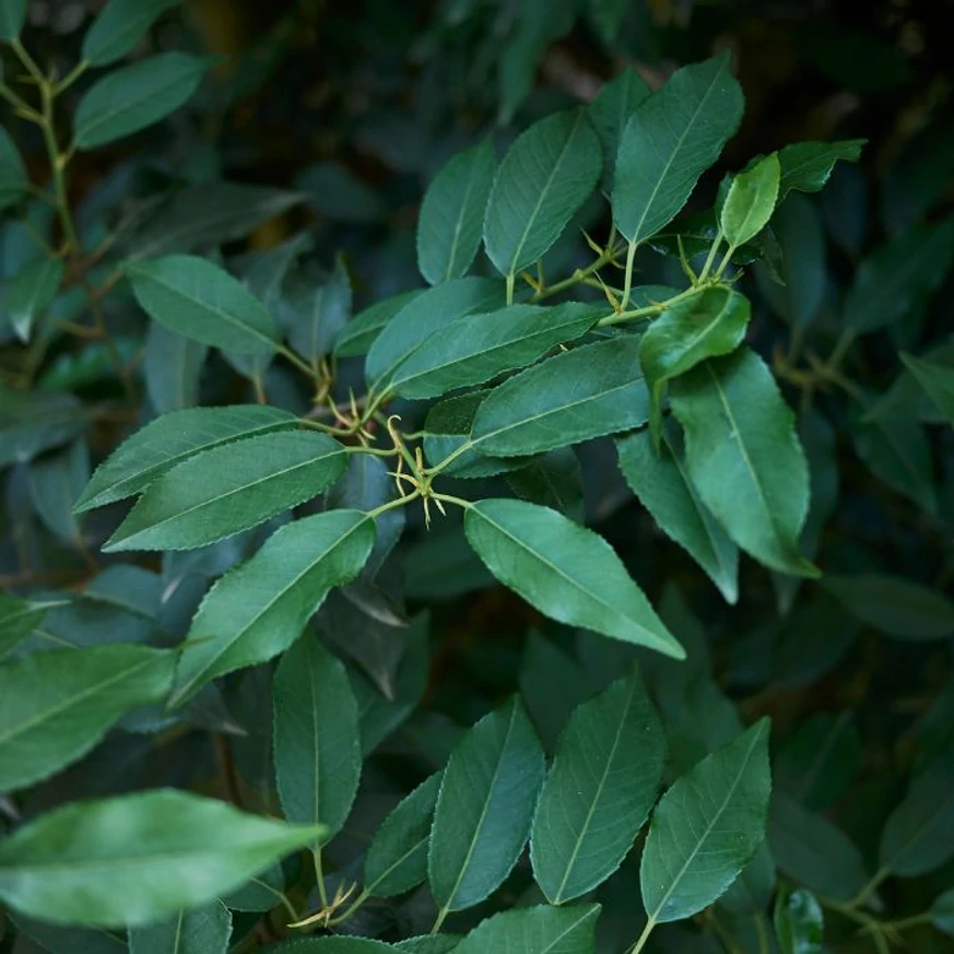 Prunus lusitanica Angustifolia MT120 - Laur portughez tip pomișor