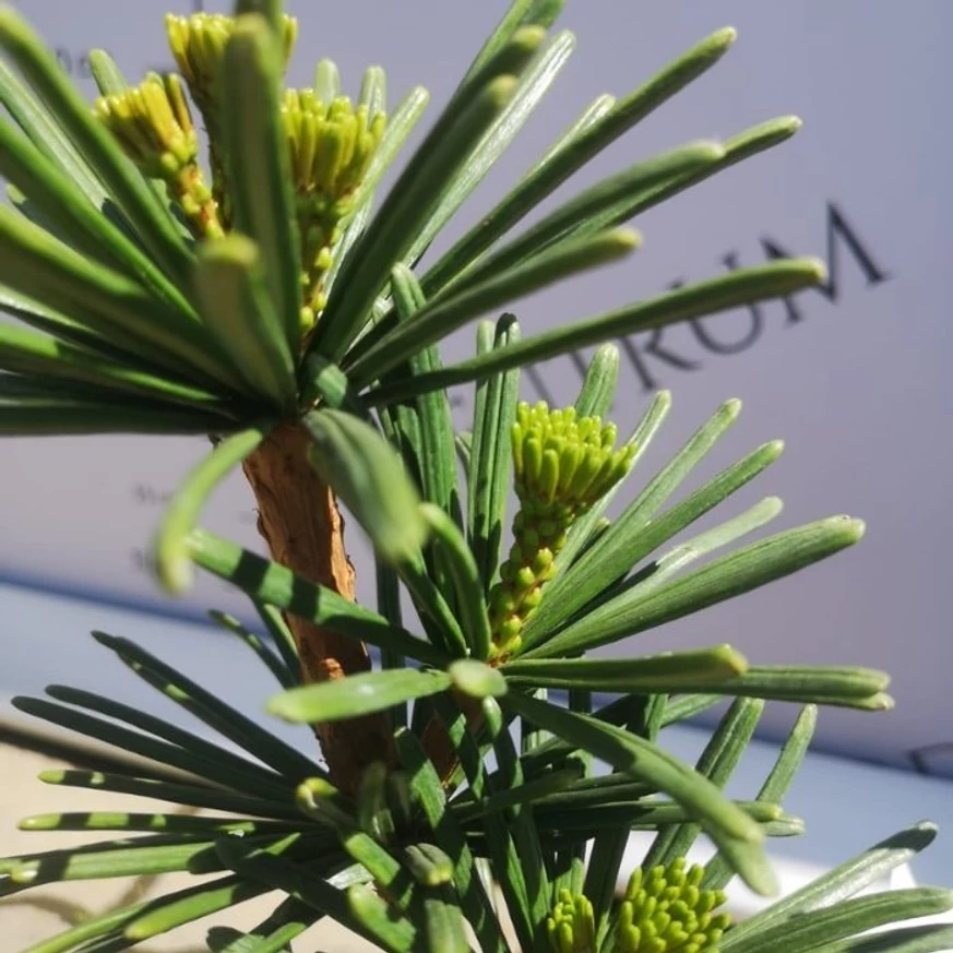 Sciadopitys verticillata Sternschnuppe - Pin umbrelă japonez