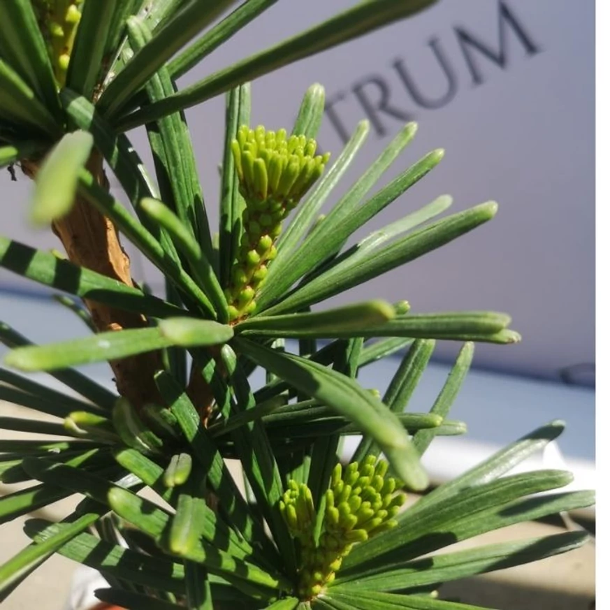 Sciadopitys verticillata Sternschnuppe - Pin umbrelă japonez
