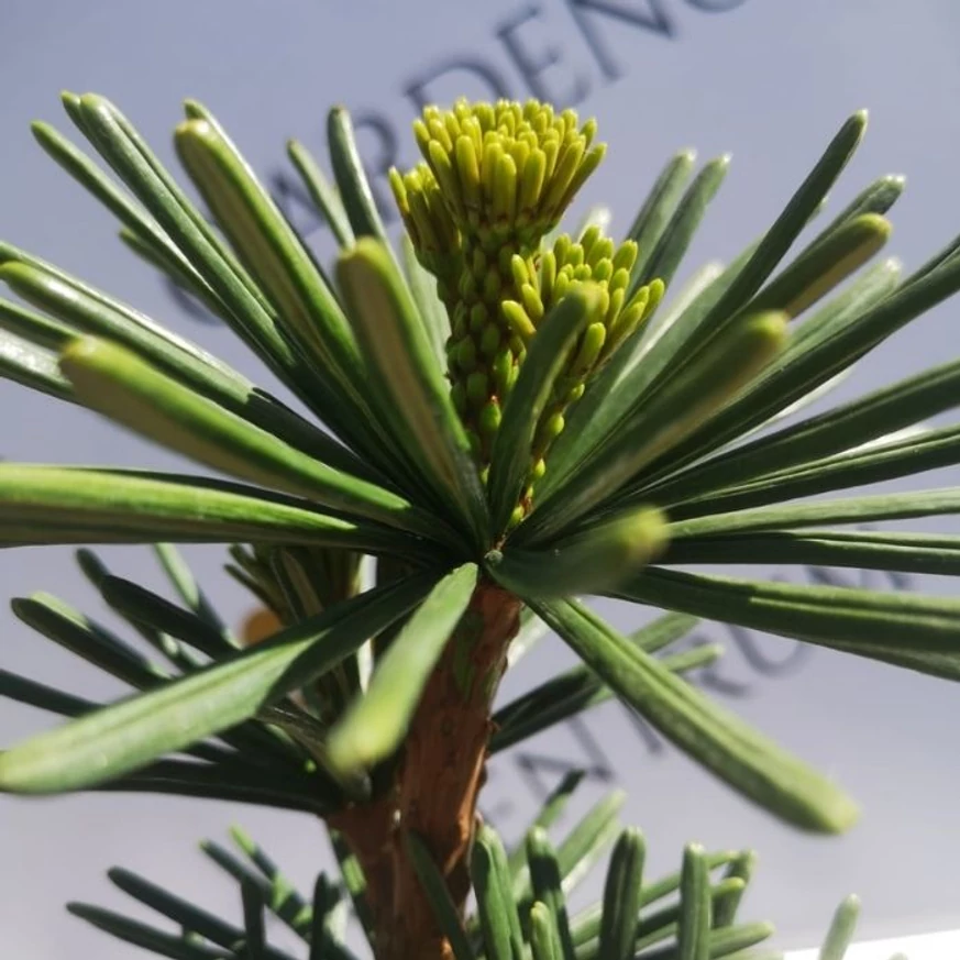 Sciadopitys verticillata Sternschnuppe în luna aprilie în pepiniera noastră. 