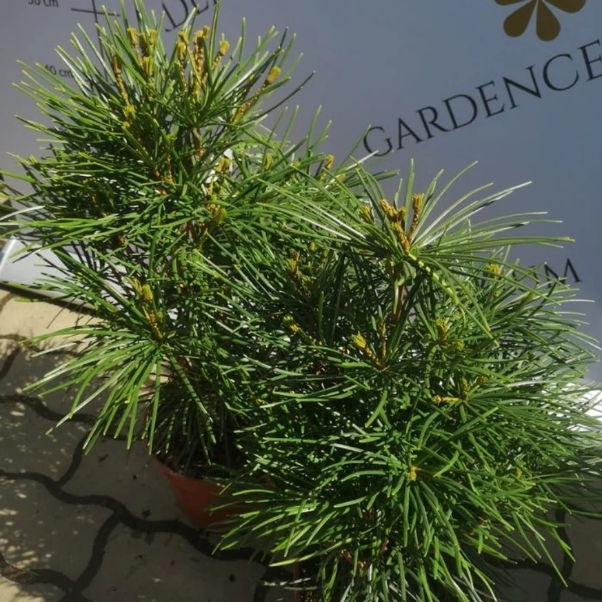 Sciadopitys verticillata în pepiniera noastră, în luna aprilie.