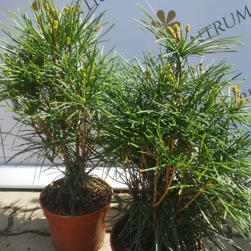 Pin japonez sănătos în luna aprilie în pepiniera noastră.
