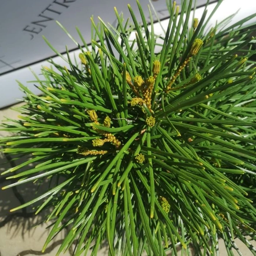 Sciadopitys verticillata are frunzișul veșnic verde.