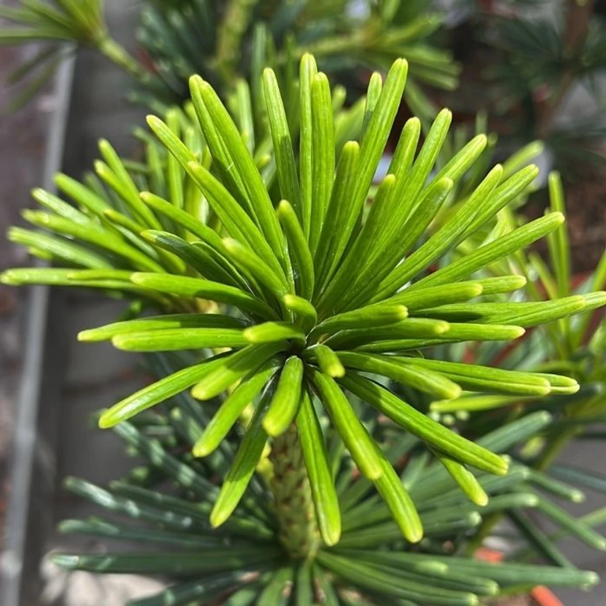 Sciadopitys verticillata Sternschnuppe - Pin umbrelă japonez