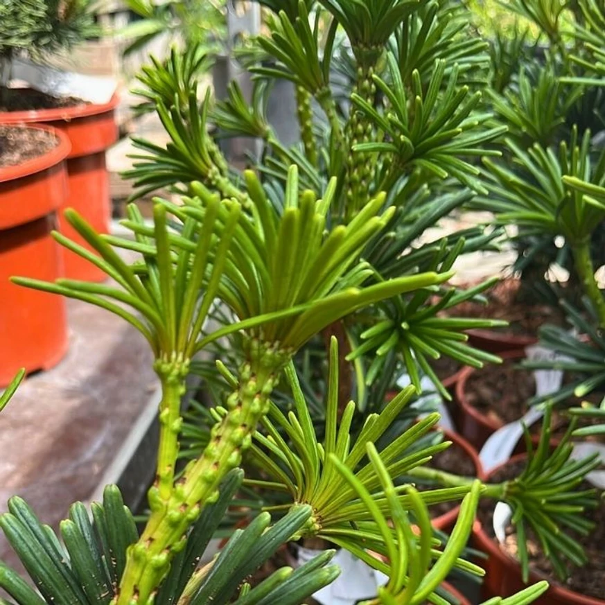 Sciadopitys verticillata Sternschnuppe - Pin umbrelă japonez