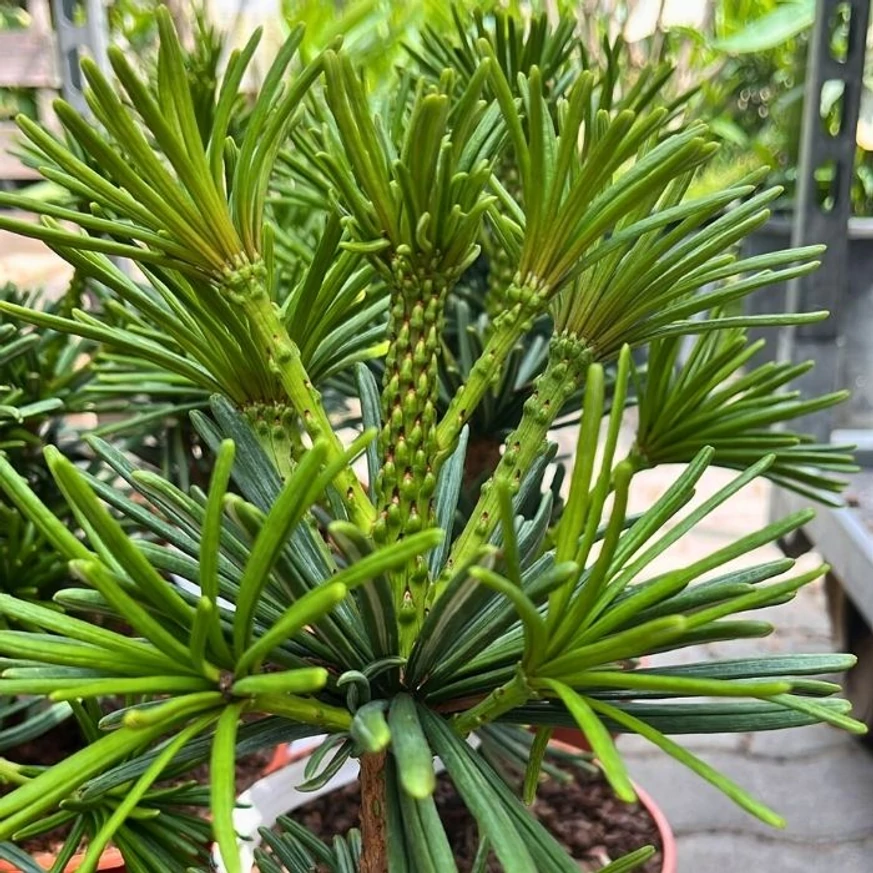 Sciadopitys verticillata Sternschnuppe - Pin umbrelă japonez