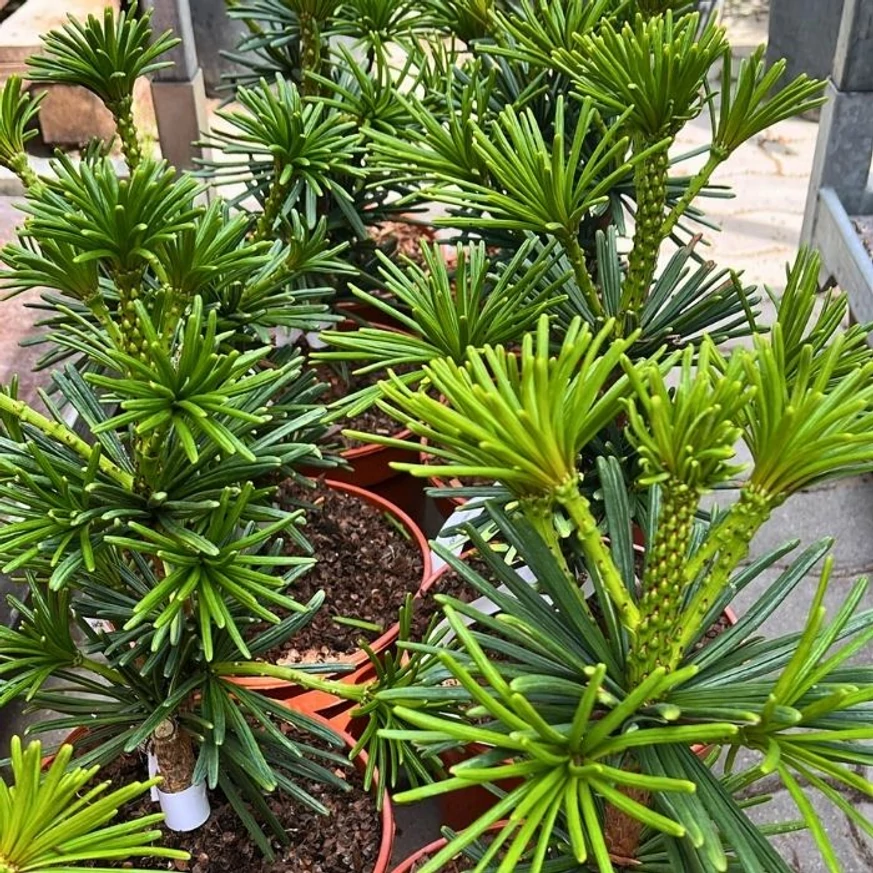 Sciadopitys verticillata Sternschnuppe - Pin umbrelă japonez