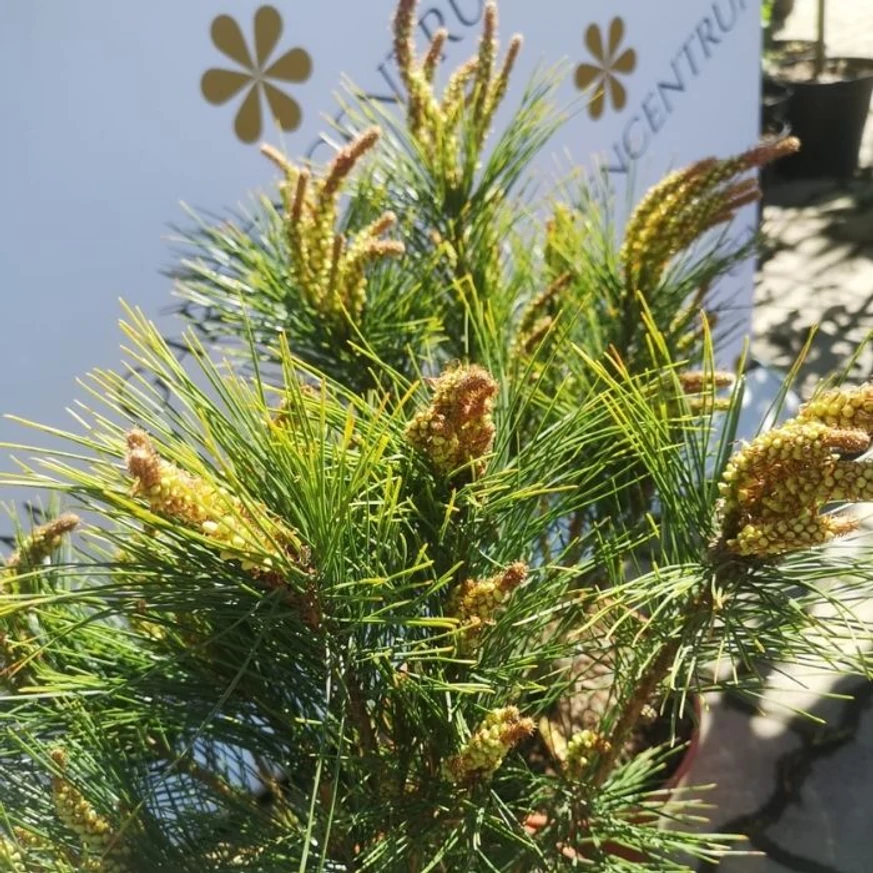 Pinus densiflora Tanyosho Compacta în pepiniera noastră în luna aprilie. 