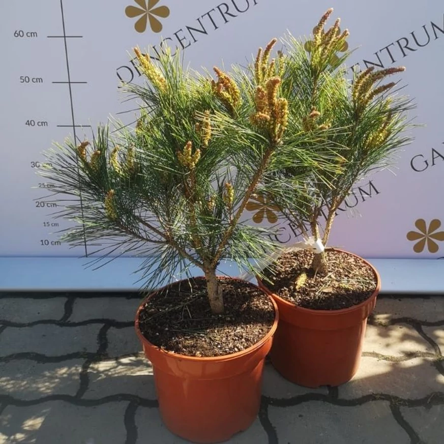 Pinus densiflora Tanyosho Compacta - Pin roșu japonez