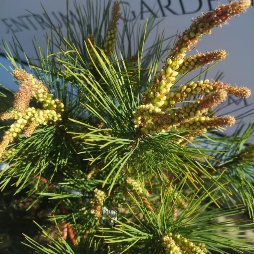 Pinus densiflora Tanyosho Compacta - Pin roșu japonez