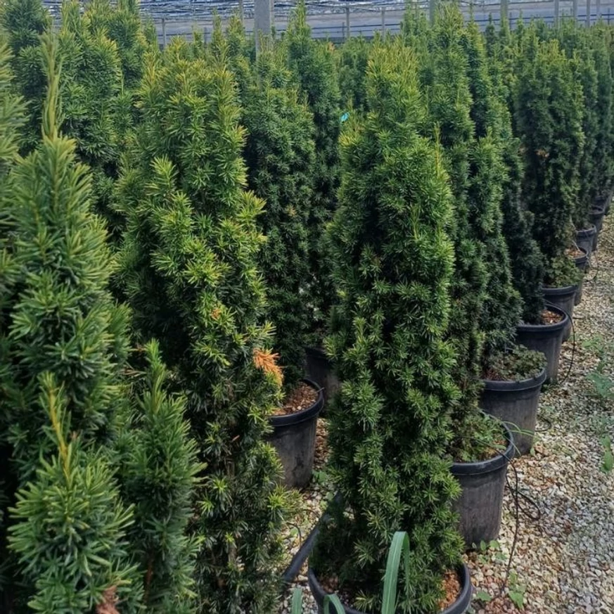 Aspectul plantelor de Taxus baccata Fastigiata Aurea bine dezvoltate.