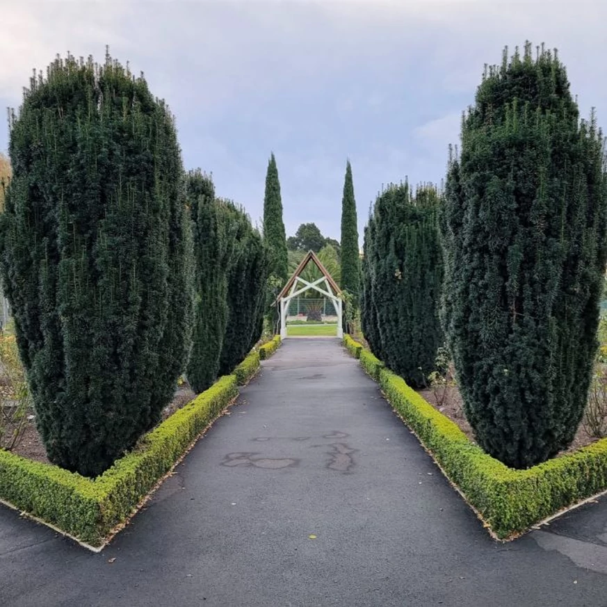 Tisa columnară plantată într-un parc. 