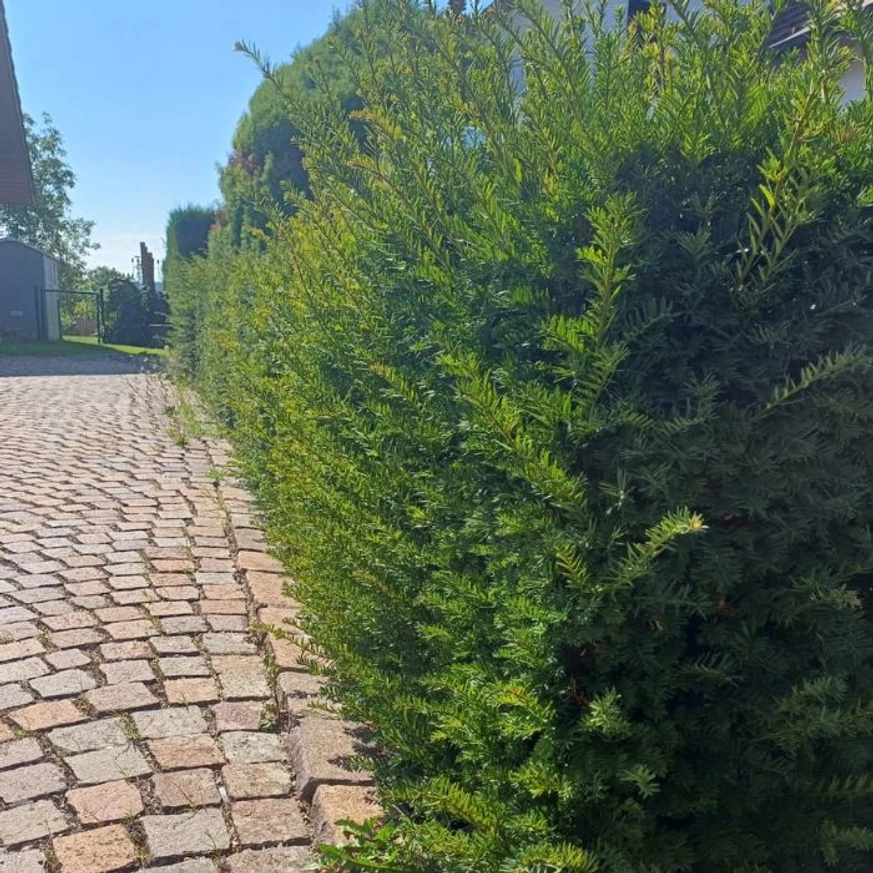 Taxus baccata K5 - Tisa
