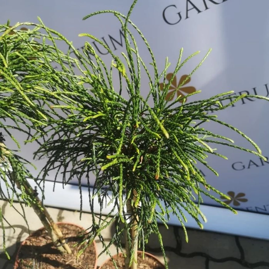 Thuja plicata Whipcord, un mini arbore veșnic verde, care va înveseli orice grădină.