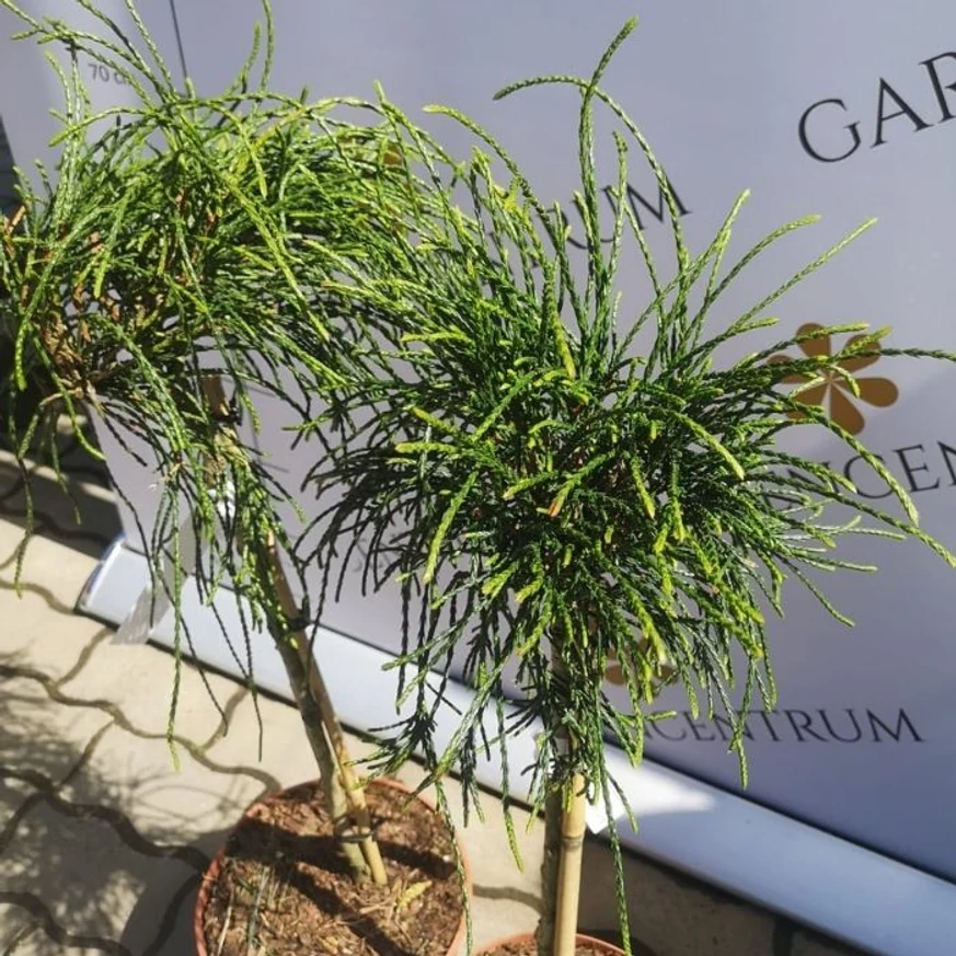 Condiția din aprilie a plantelor veșnic verzi Thuja plicata Whipcord crescute pe un trunchi înalt de 50 cm.