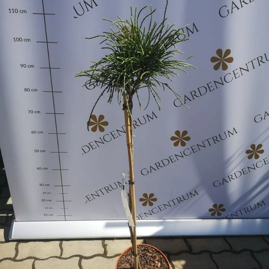 Tuia Whipcord crescut pe trunchi înalt de 70 cm. 