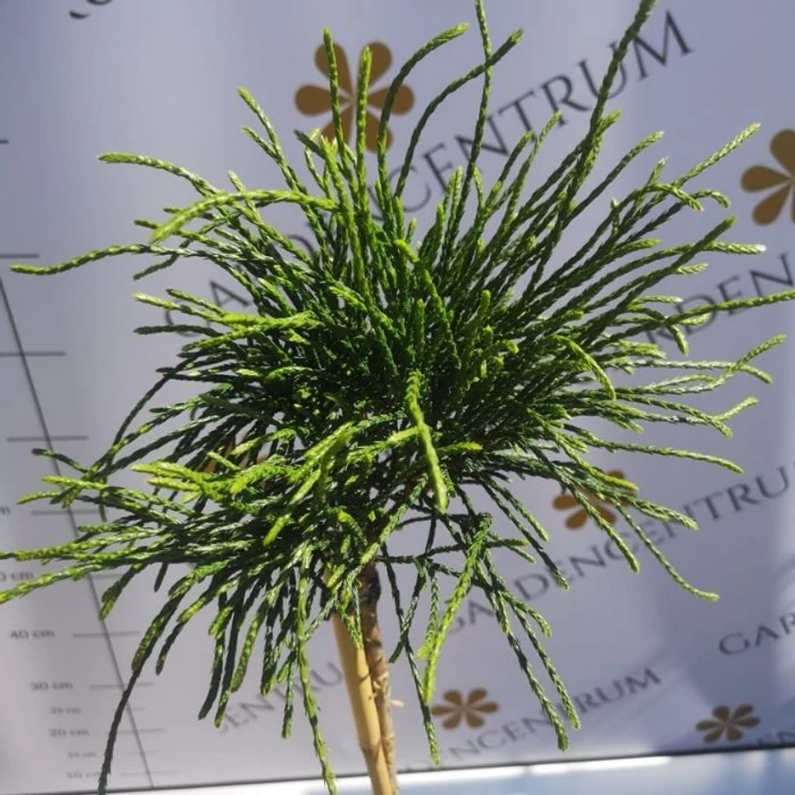 Thuja plicata Whipcord cu frunziș deosebit. 