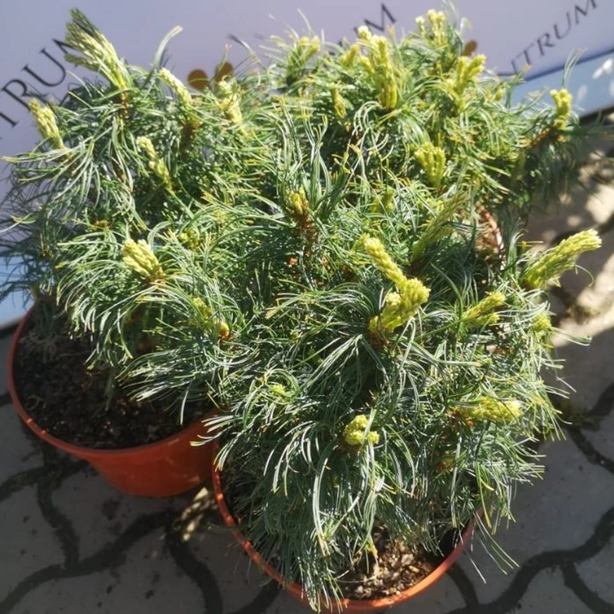 Pinus strobus Tiny Kurls - Pin pitic Tiny Kurls