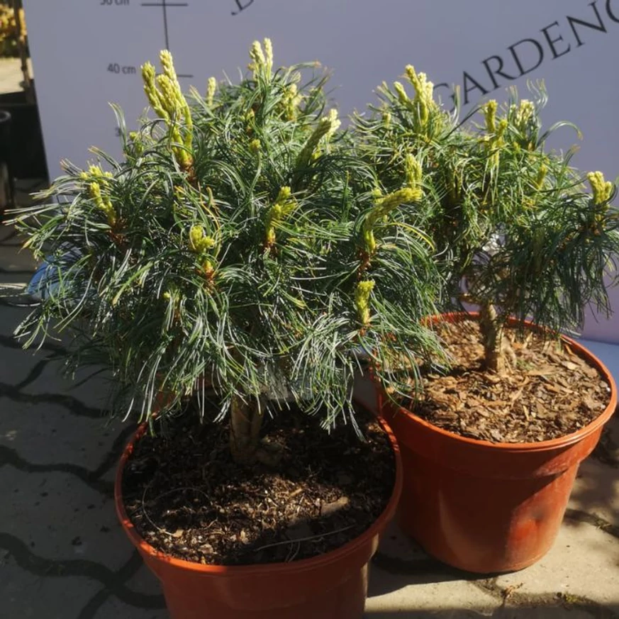 Pinus strobus Tiny Kurls - Pin pitic Tiny Kurls