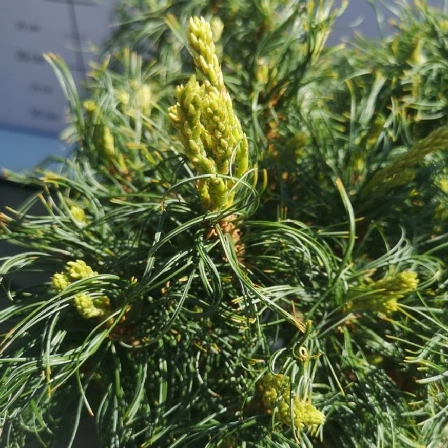 Pinus strobus Tiny Kurls - Pin pitic Tiny Kurls